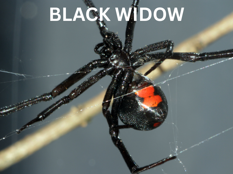 Black Widow Spider