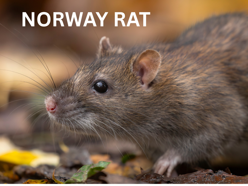 Norway Rat