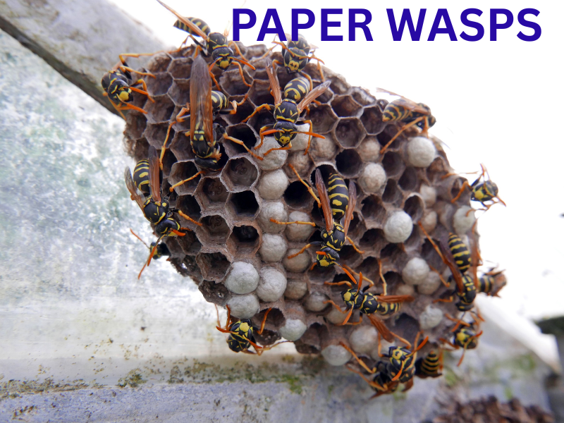 Paper Wasps