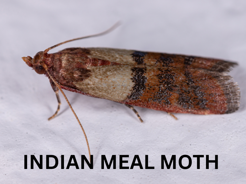 Indian Meal Moth