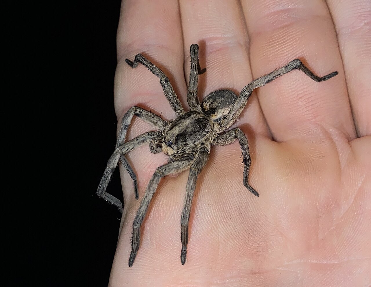Wolf Spider